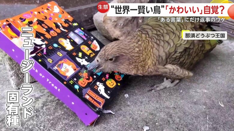 イタズラ好きでエサを探す能力が高く“世界一賢い鳥”と言われているミヤマオウム