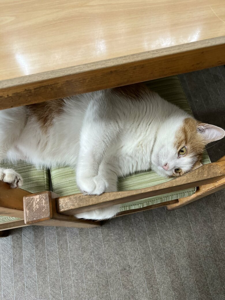 椅子の上でお休み中のペタ郎くん