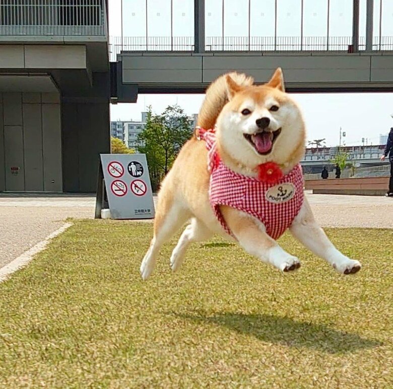提供：柴犬チャーミーさん