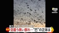 【独自】「あの早さはカラスじゃない！」空を埋めつくす絶滅危惧種の渡り鳥・トモエガモ　数万羽の大群に…温暖化の影響で分布に変化か　佐賀市
