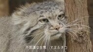 那須どうぶつ王国の「マヌルネコのうた」がクセになる! “マヌる”人続出の希少動物の魅力を聞いた