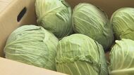 【異常】キャベツの価格が平年の4倍　お好み焼き店は悲鳴「値上げせざるを得ない」　野菜全般も高値続く　市場関係者「春まで続く可能性」