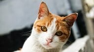 身近に“気になる猫”がいても行動は慎重に。保護できるかの「判断基準」は？迎えても良いサインを獣医師に聞いた