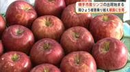 ひょうによる被害を乗り越え色づきや大きさは順調　「銀世界りんご」の出荷始まる　秋田・横手市