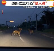 【独自】「そっちかーい」道路に思わぬ“侵入者”…車のパッシングにも動じない鹿の群れ　車道に次々飛び出してくる猫