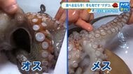 【タコは今が旬】食感が違うオスとメスの見分け方 刺身は食感が強いオス、おでんは柔らかいメス