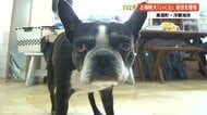 犬がペットボトルのキャップをはずす!? 高知・浮鞭海岸の名物お掃除犬「いくら」が器用すぎる新技を披露