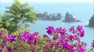 トックリキワタとシコンノボタンの花が見ごろ　日南市南郷町
