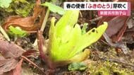 寒さ残る山間に春の訪れ　ふきのとう「やっと顔出してくれた」新居浜・別子山で芽吹く【愛媛】