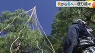 木々も冬支度 福井市「養浩館庭園」で雪つり作業始まる 11月中はライトアップ