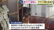 「縁の下にクマがいる」　京都で初の「緊急銃猟」を実施　2頭の親子ツキノワグマ駆除も子グマ1頭はいまだ『逃走中』　近畿全体でも緊急銃猟が行われたのは2件目　京都・舞鶴市