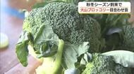鳥取西部特産「大山ブロッコリー」秋冬ものの出来栄え上々　猛暑・長雨の影響「栽培管理」で克服