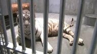 平川動物公園のホワイトタイガー「コハク」が死ぬ　17歳10カ月、15頭の子を残して