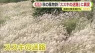 日照時間は平年のわずか16％…秋の風物詩「ススキの迷路」に異変　施設の客足減少も
