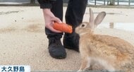 「ウサギの島」でイノシシが急増？　ウサギを襲う事例も　背景に観光客の“エサやりすぎ”か【広島発】