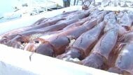 店頭からスルメイカが消えた　函館で初競り中止、福井でも深刻な不漁　海流の変化やマグロによる捕食、漁業者の高齢化など要因は複雑