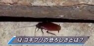 「G」は掃除機で絶対吸わないで…彼らがもたらす害とは?最適でクールな撃退法【広島発】
