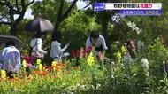 高知のGW、新緑まぶしい『牧野植物園』約1万630人が季節の花を堪能