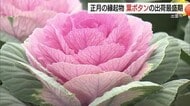 新年の準備着々と…出雲市で“縁起物”葉ボタン出荷最盛期「紅白の彩りでお正月ムード満喫して」