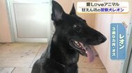 警察犬にも合格したシェパードの「レオン」くん　日々、訓練に打ち込む頼もしさと裏腹に…ご主人に“べったり”の甘えん坊