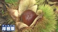 甘みは十分！　高級ブランド栗「岸根栗（がんねぐり）」の収穫最盛期　山口県・岩国市