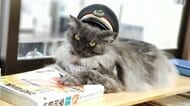 車にひかれそうだった迷い猫が町の人気者に。山形県の「羽前小松駅」で愛された“猫駅長”「しょこら」の引退までの6年間