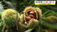 例年以上に豊作!“秋の味覚”のクリを楽しむ 秋田・湯沢市