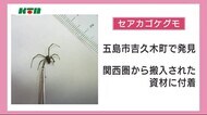 県が注意を呼びかけ 特定外来生物 セアカゴケグモ 五島市で見つかる【長崎県】