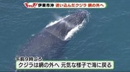 迷い込んだクジラが網の外に 元気な様子で沖合に 静岡・伊東市