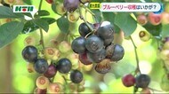 つややかなブルーベリーの摘み取り体験はいかが?【長崎県諫早市】