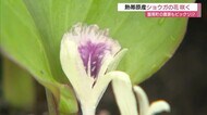 なぜ?生姜の花が今年も開花 熱帯原産なのに冷涼な島根県の山間の畑で…(飯南町)