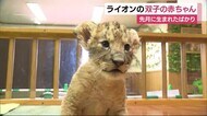 丸い目をくりくりと 動物園の新たなアイドル 富士サファリパーク