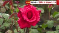 品種は約800!可憐に咲き始めた“バラ”の様子は? 国営越後丘陵公園【新潟・長岡市】