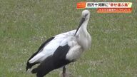「幸せを運ぶ鳥」コウノトリが四万十市に9年ぶり飛来！石川生まれのメス、餌場探しか【高知】