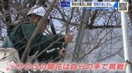 “満開のサクラ” 2週間早く楽しめる？　春を呼ぶ「令和の花咲かおじさん」　38年ぶりの挑戦【広島発】