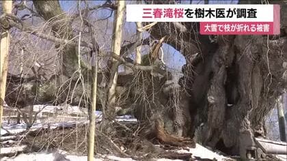春の大雪で枝が折れた三春滝桜　樹木医が木の状態を調査　約60年前にひびが入り補修した枝　福島　