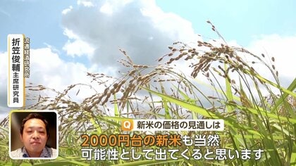 “2000円台の新米”の可能性も　2026年産の新米は値下がりか　「早場米」の概算金が2割下落、コメ市場に変化