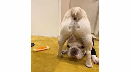 「軟体わんこかと思った」“股のぞき”をする犬の姿にビックリ！真相を飼い主に聞いてみた