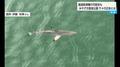 臨海公園で1メートル級サメ目撃　宮崎市民「海水浴場も近く怖い」　専門家は「メジロザメの仲間」と指摘　珍しい「ツマグロ」の可能性も