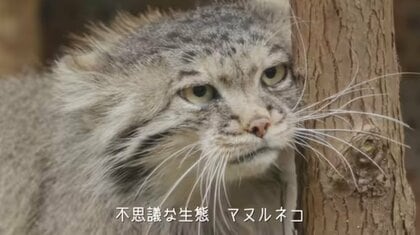 那須どうぶつ王国の「マヌルネコのうた」がクセになる! “マヌる”人続出の希少動物の魅力を聞いた
