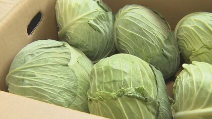 【異常】キャベツの価格が平年の4倍　お好み焼き店は悲鳴「値上げせざるを得ない」　野菜全般も高値続く　市場関係者「春まで続く可能性」