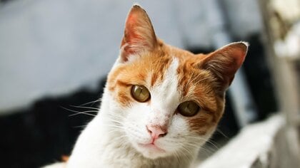 身近に“気になる猫”がいても行動は慎重に。保護できるかの「判断基準」は？迎えても良いサインを獣医師に聞いた