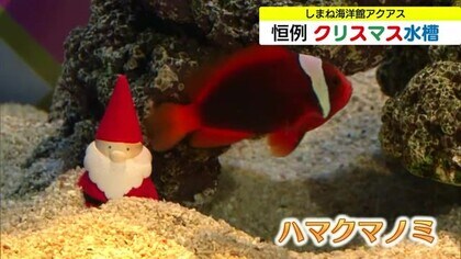 名前や姿からクリスマスを連想…しまね海洋館アクアスに「クリスマス水槽」登場（島根）