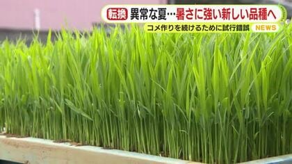異常な暑さに負けない強く新しい品種を　米作りを続けるために試行錯誤　品質と収穫量を落とさない安定した生産を