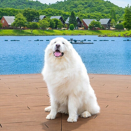 「楽天トラベル」、犬の日に合わせて、宿の看板犬ランキングを発表