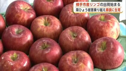 ひょう被害乗り越え色づきや大きさは順調　『銀世界りんご』の出荷始まる　秋田・横手市
