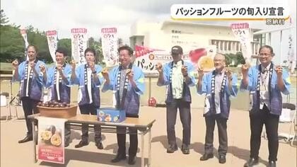 恩納村でパッションフルーツの旬入り宣言