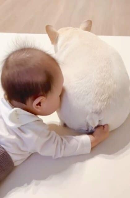 フレンチブルドッグの「モッチリおしり」を堪能する赤ちゃんがかわいい！　その“スリスリ”をどこで覚えたのか聞いてみた