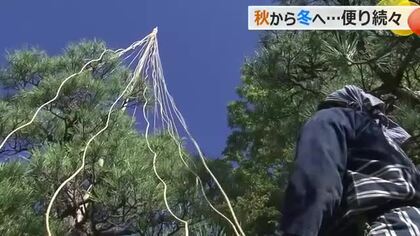 木々も冬支度　福井市「養浩館庭園」で雪つり作業始まる　11月中はライトアップ