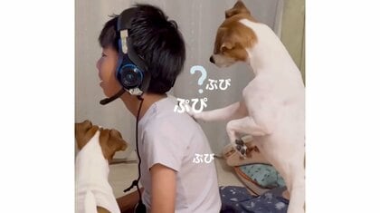 「首傾げてるの可愛い」男の子のヘッドホンから漏れる“プピプピ”音に犬2匹が不思議な様子…当時の状況を飼い主に聞いた